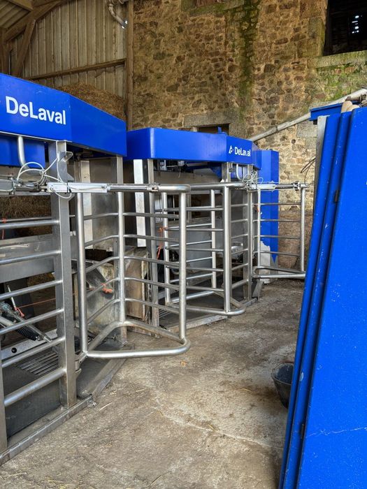 Robot udojowy DeLaval hala udojowa
