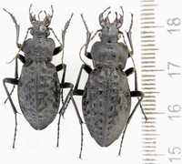 Carabus variolosus коллекция насекомые, комахи, жуки,  водяна Жужелица