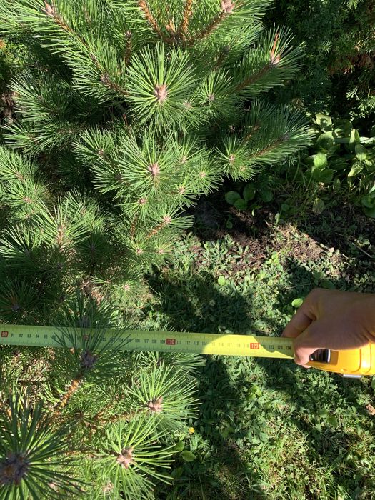 Sosna czarna ozdobna 110cm do ogrodu