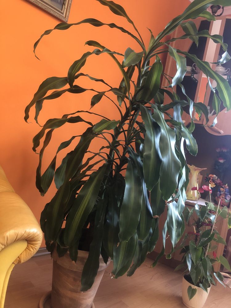 Dracena wonna 1,50m