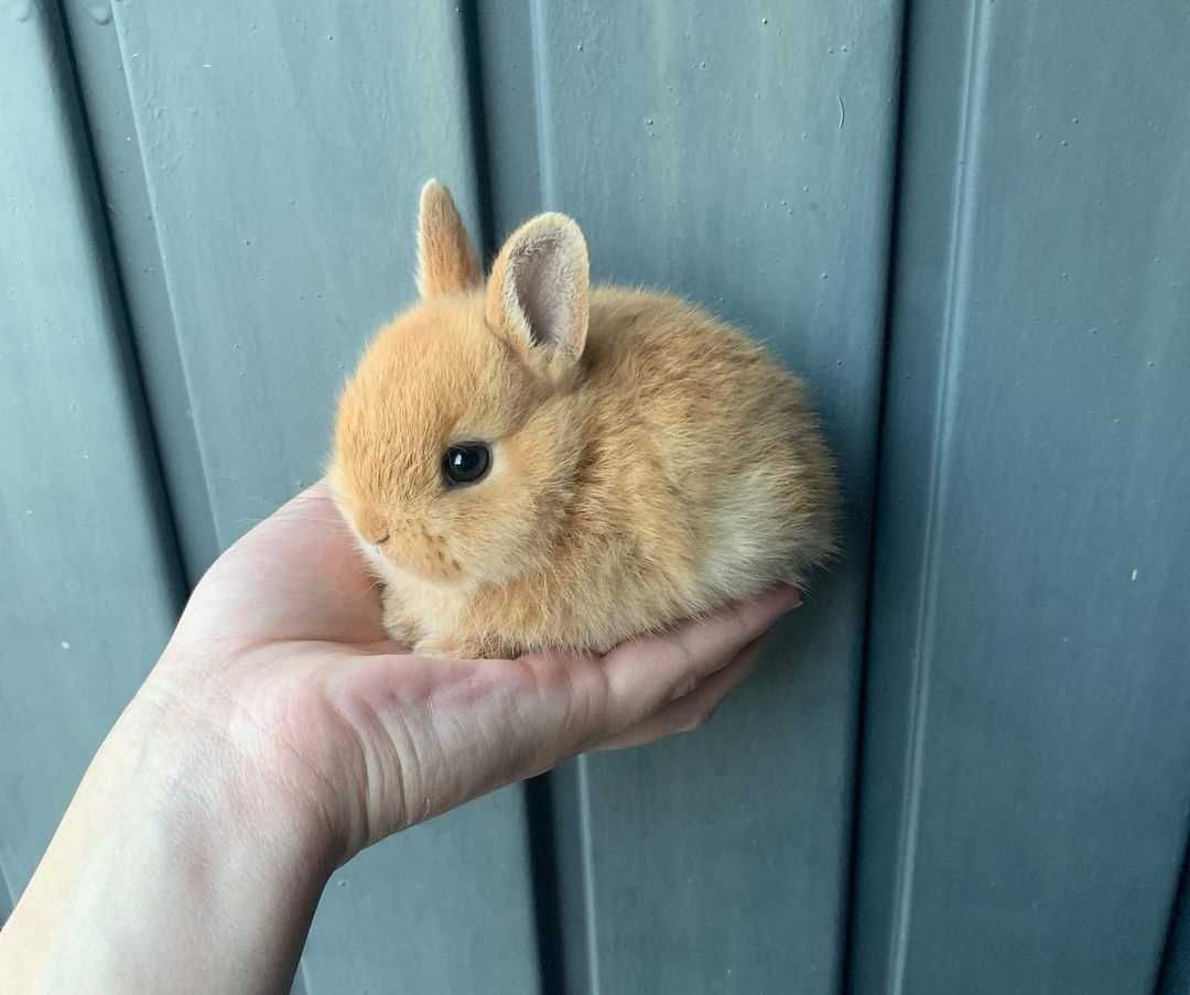 KIT Coelhos anões angorá e holandês mini, coelhinhos muito dóceis