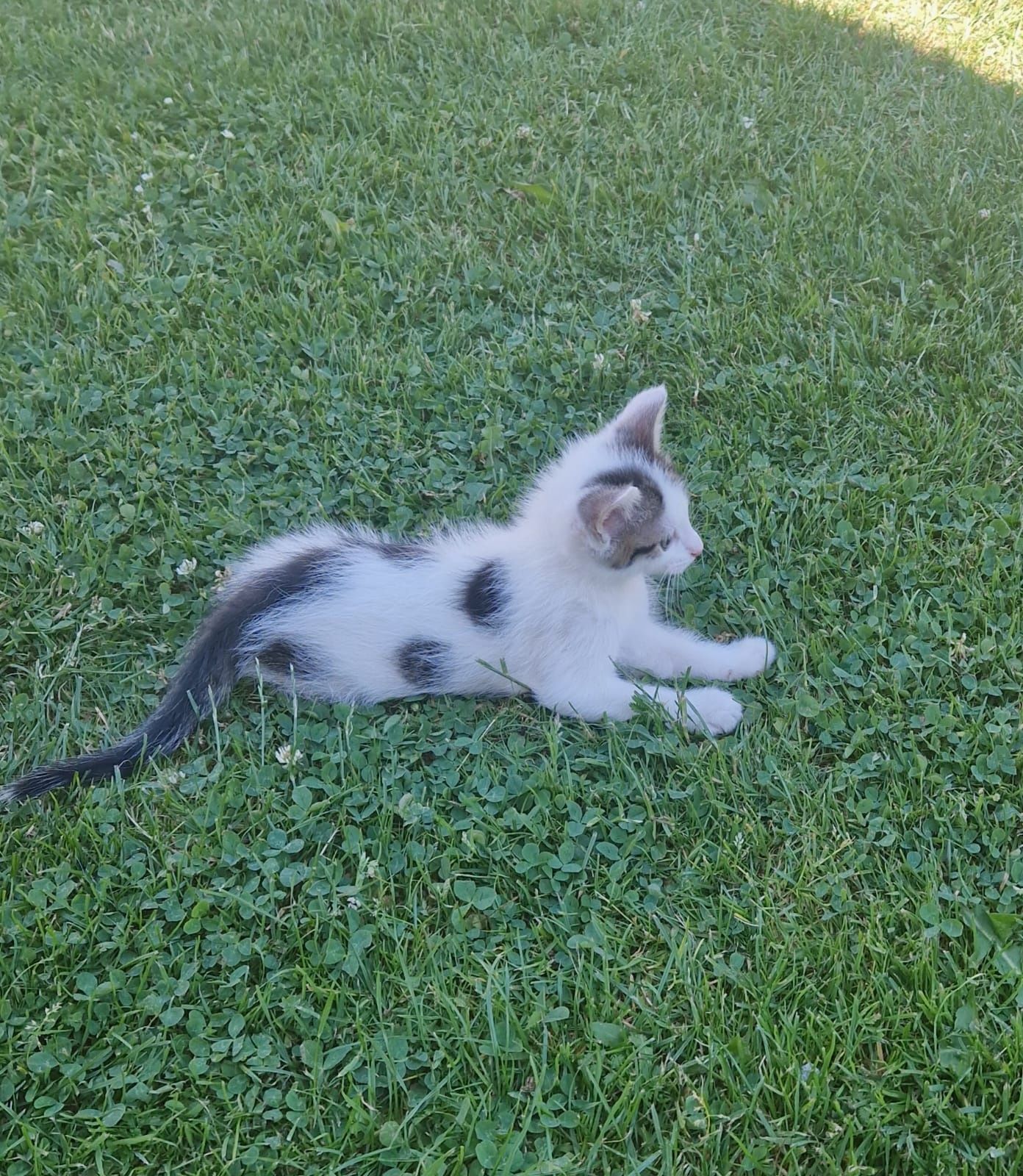 Kotek do adopcji