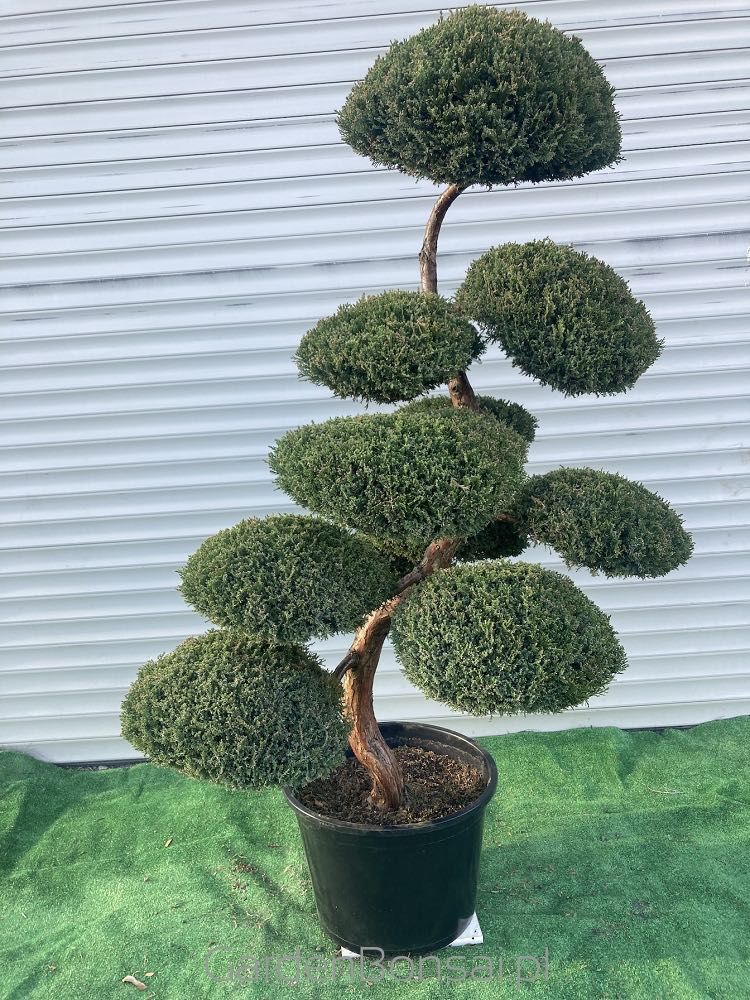 Drzewko BONSAI z jałowca - DOSTAWA - 150 cm - WYJĄTKOWY