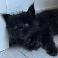 Maine coon śliczny niebieskooki kocurek kotek domowy zadbany czarny