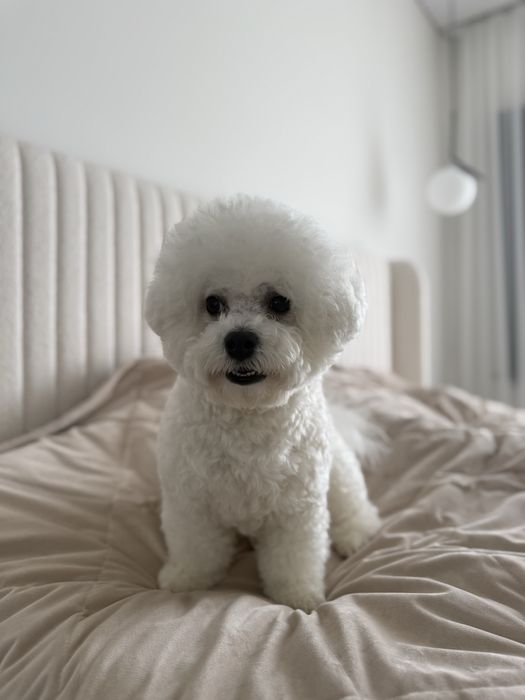 Бішон фрізе вʼязка