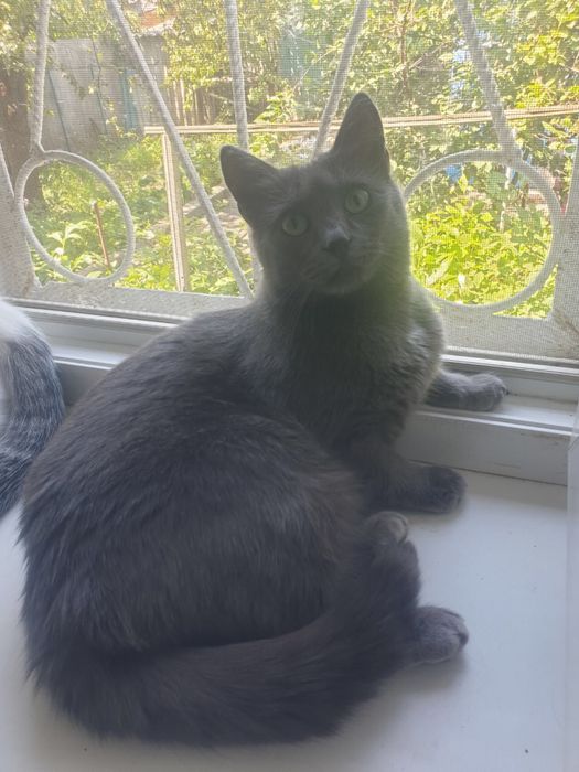 Дуже потрібна надійна родина! Киця золота!