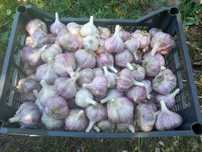 Продам чеснок домашний