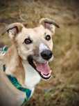 Charcik do adopcji, piesek w typie charta
