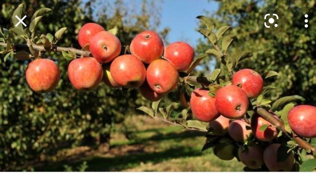 Árvores de fruto