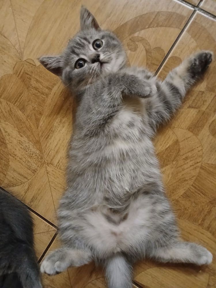 Кішечка скотіш фолд