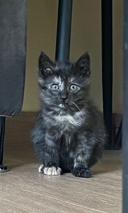 Котики, 2 місяці