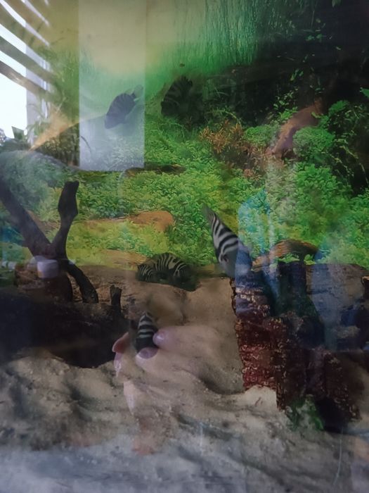 Sprzedam Akwarium 375l