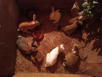 Coelhos caseiros