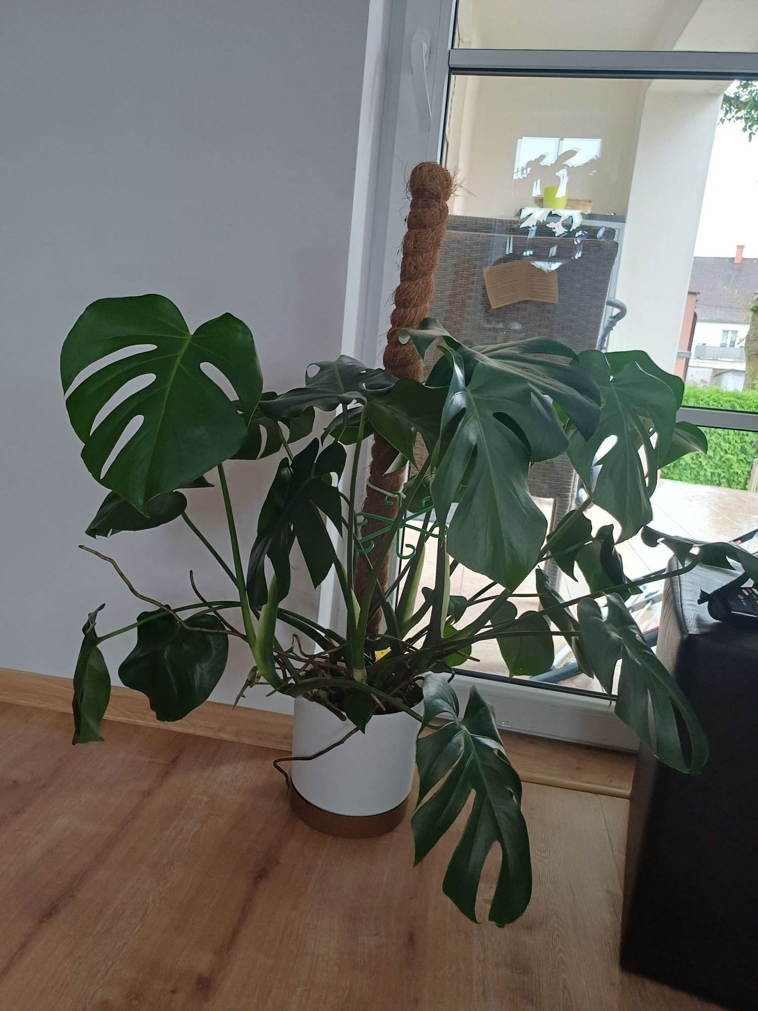 Monstera dziurawa