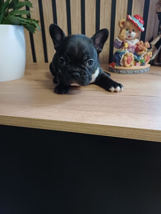 Buldog Francuski suczka