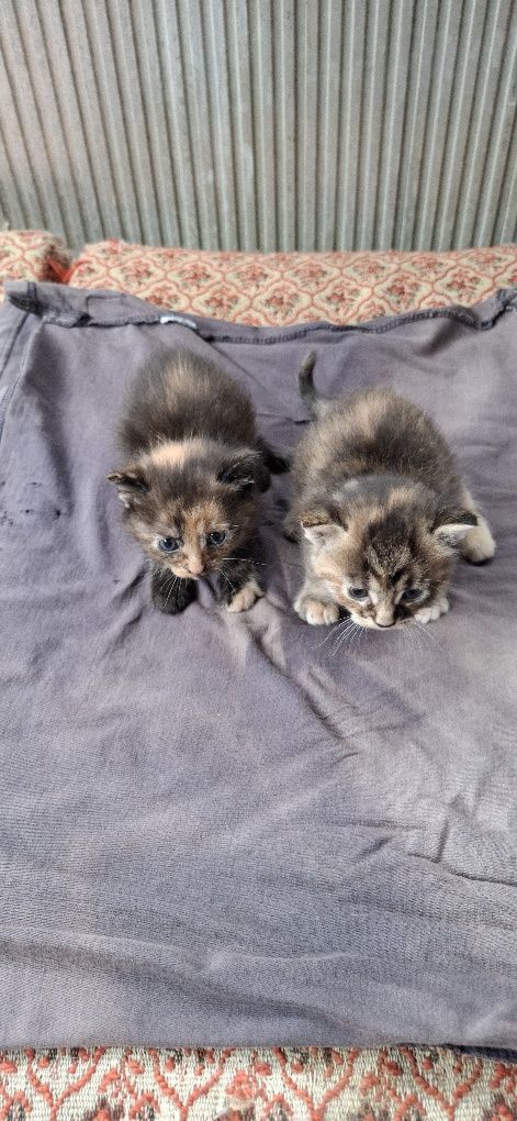 Віддам у добрі руки кошенят