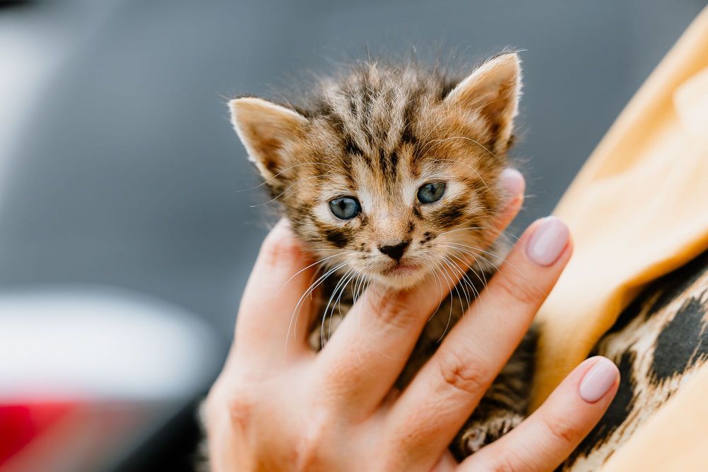 Uratujesz? Różne koty do adopcji