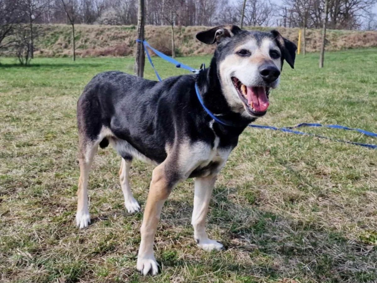 Staruszek Cywil do adopcji!
