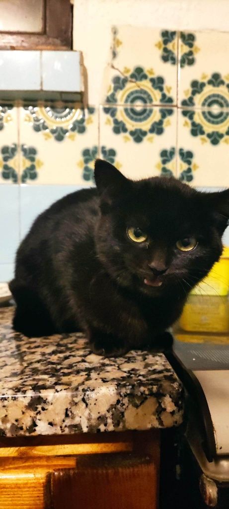 Domino - gatinha bebe para adoção