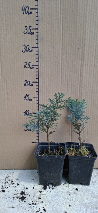 Туя  Смарагд (горщик 1л)