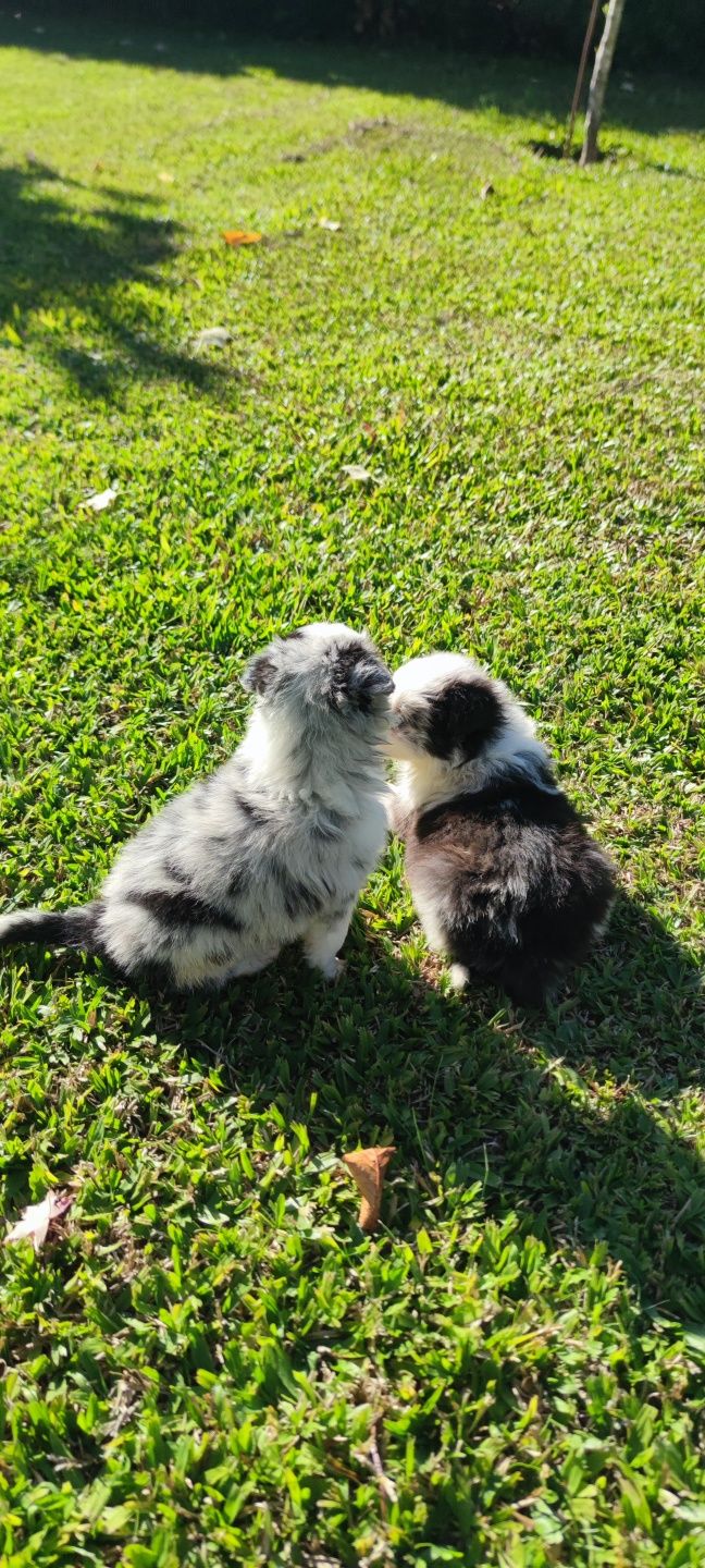 Border Collie Blue Merle fêmea