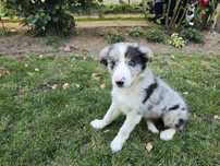 Border Collie ZKwP FCI