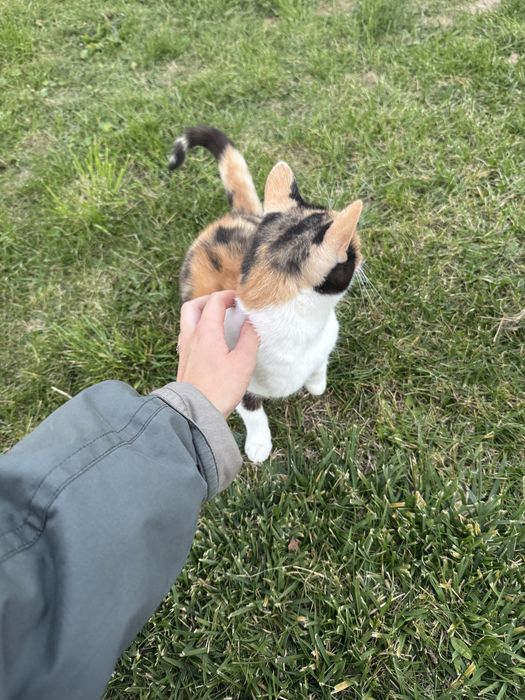 Kotka rudo-czarno-biała