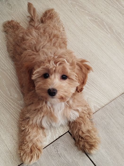 Suczka Maltipoo F1
