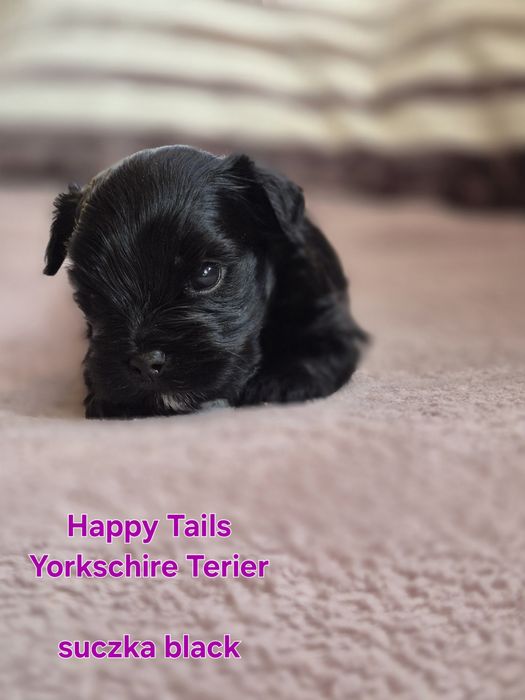 Yorkshire Terier ,suczka czarna