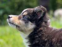 Suczka Tricolor Owczarek Szetlandzki Sheltie ZKwP FCI