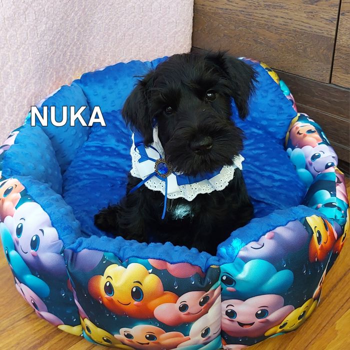 Sznaucer miniaturowy-wielkie serce wspaniały  inteligencjia