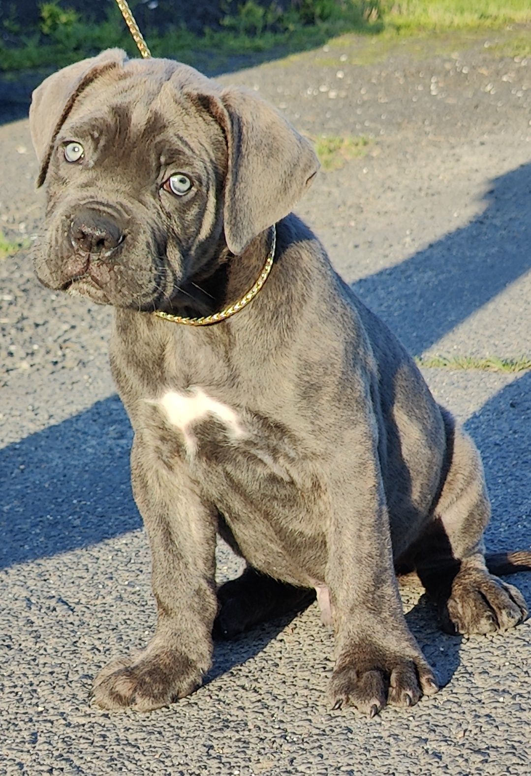 Cane Corso chłopak ZKwP/FCI