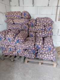 Продам насіня картошки картоплю бульбу