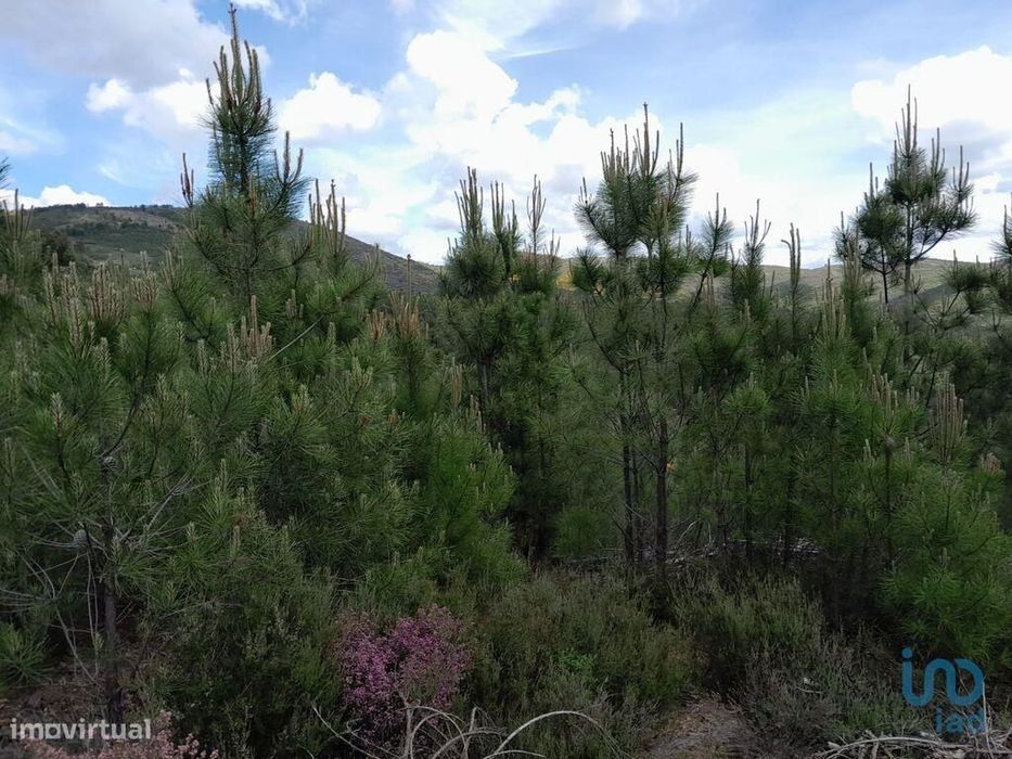 Terreno em Cortes do Meio