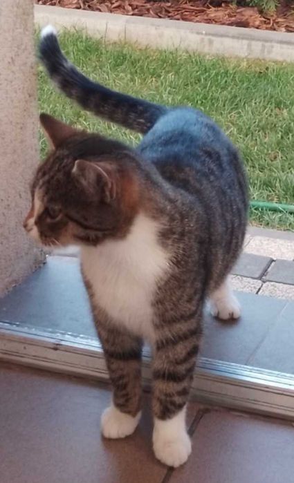 Oddam kotka w dobre ręce