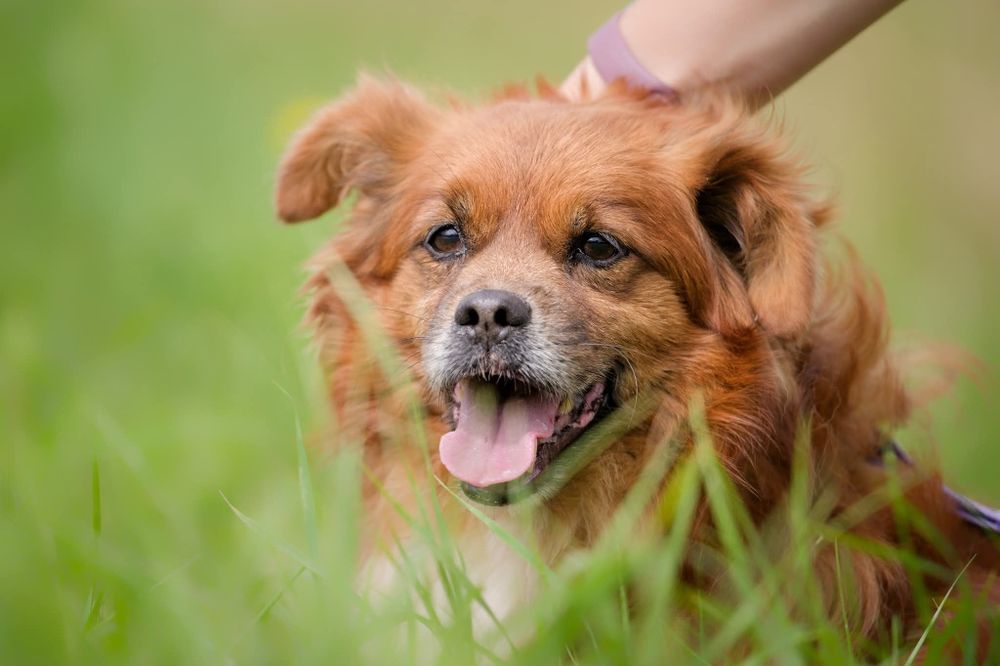Maly rozbrykany Boguś czeka na dom