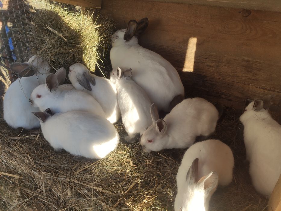 Króliki kalifornijskie 2 miesiące