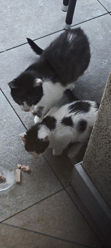 Oddam kota 3 mieseczny w dobre ręce