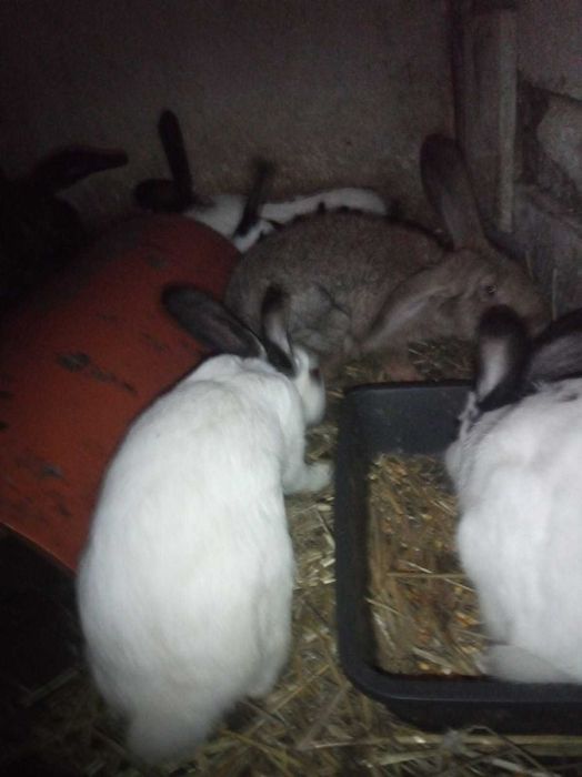 Króliki sprzedam