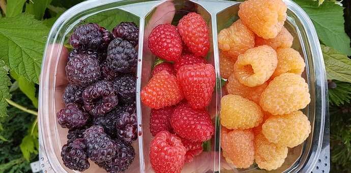 Sadzonki maliny żółtej / możliwa wysyłka /