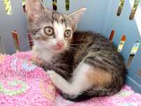 Koteczka Hania do adopcji