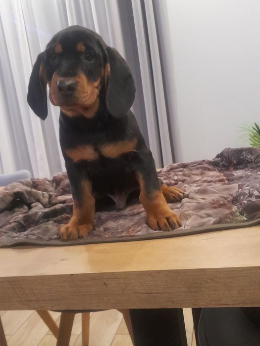 Gończy Słowacki ZKWP