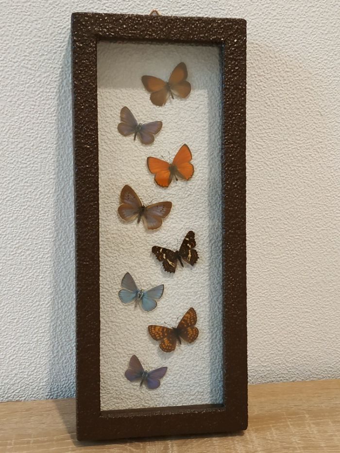 метелики в рамках - бабочки в рамках