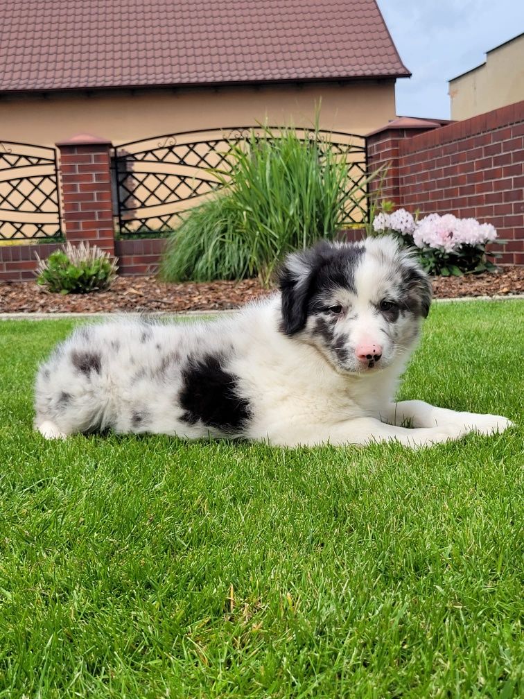 Border Collie piesek