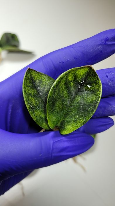 Zamioculcas  / Zamiokulkas Midori Black Emerald