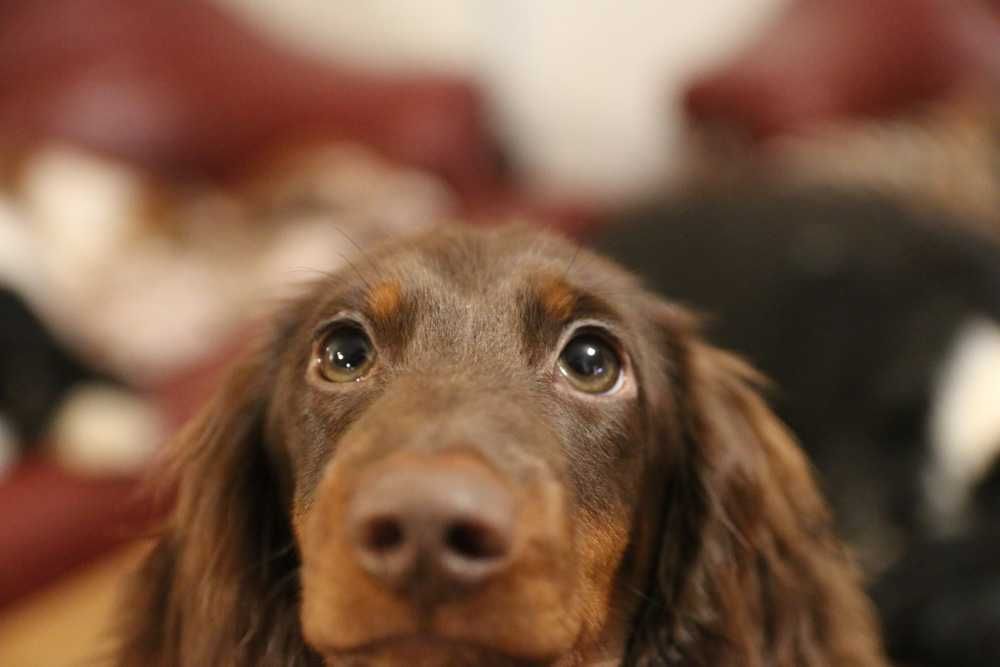 Jamnik Króliczy Długowłosy - CZEKOLADOWY gotowy do zmiany domku - ZKwP