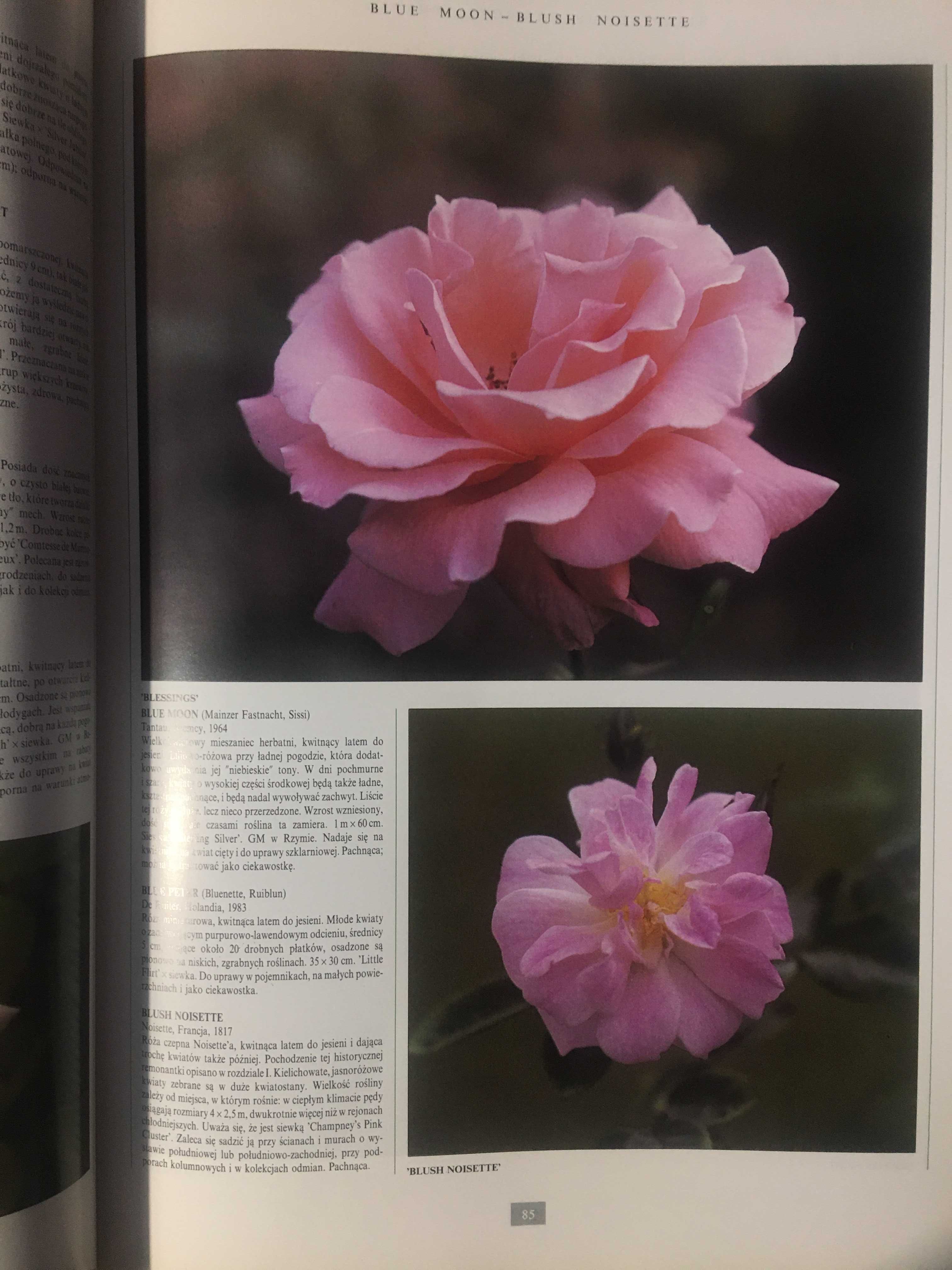 Róże Encyklopedia fotograficzna Róże