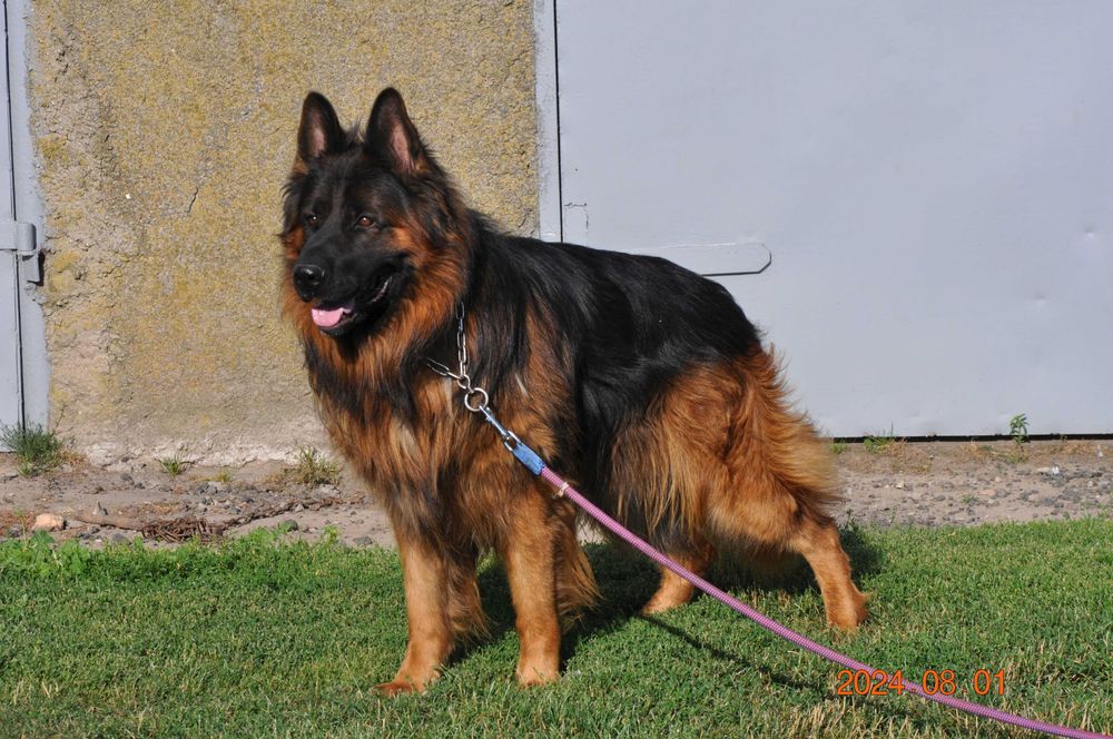 Owczarek niemiecki długowłosy sunia