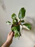 Philodendron white knight