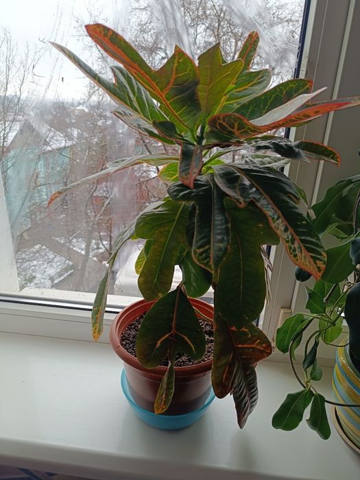 Кротон комнатное растение